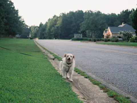 A dog on a leash walking along a quiet residential road