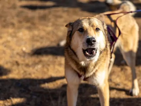 A dog on a leash barking in the afternoon sun
