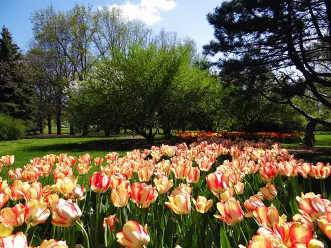 Tulip beds and trees in Foster Park, Fort Wayne, in spring